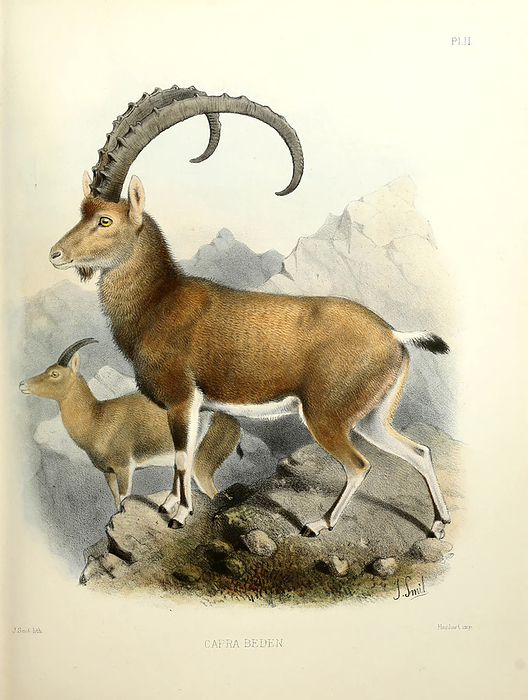 Nubian ibex, 19th century illustration Illustration of a Nubian ibex  Capra nubiana, here as Capra beden , a desert dwelling goat species found in mountainous areas of northern and northeast Africa, and the Middle East. Its range is within Algeria, Egypt, Ethiopia, Eritrea, Israel, Jordan, Oman, Saudi Arabia, Sudan, and Yemen. It is extirpated in Lebanon. Illustration from  The Survey of Western Palestine. The Fauna and Flora of Palestine  by Henry Baker Tristram  1822 1906 . Published by The Committee of the Palestine Exploration Fund, London, 1884., by PHOTOSTOCK ISRAEL SCIENCE PHOTO LIBRARY