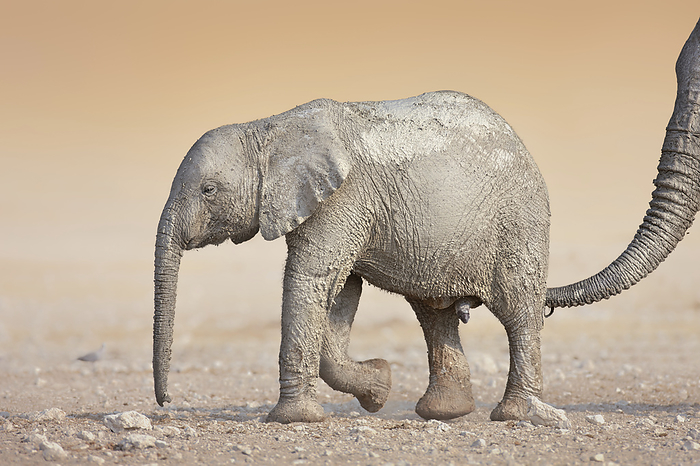 Baby elephant Muddy baby elephant  Loxodonta africana  with mother s trunk guiding from behind. Photographed in Etosha National Park, Namibia., by JOHAN SWANEPOEL   SCIENCE PHOTO LIBRARY