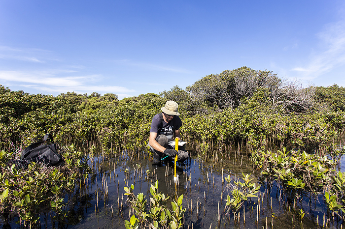 Scientist collecting a sediment core Scientist collecting a sediment core to asses carbon sequestration rates in the sediment of mangroves., by I. NOYAN YILMAZ SCIENCE PHOTO LIBRARY