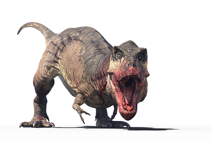 Tyrannosaurus rex dinosaur, illustration. This bipedal theropod dinosaur was one of the largest ever predators, measuring over 12 metres in length from head to tail and weighing up to 8 tons. It is thought to have combined hunting and scavenging to feed itself. Its fossils are found in North America and date from around 67 million years ago, during the Cretaceous period. Often known as T-Rex., by ROGER HARRIS/SCIENCE PHOTO LIBRARY