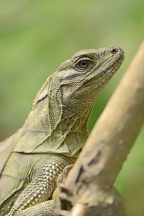Hydrosaurus amboinensis,Malayan Sail-finned Lizard or Amboina Sail-finned Lizard (Hydrosaurus amboinensis), portrait, native on Sulawesi, the Moluccas and New Guinea, captive