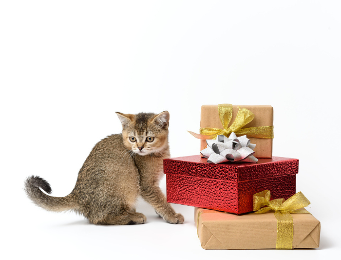cute kitten Scottish golden chinchilla straight breed on a white background and boxes with gifts, festive background cute kitten Scottish golden chinchilla straight breed on a white background and boxes with gifts, festive background