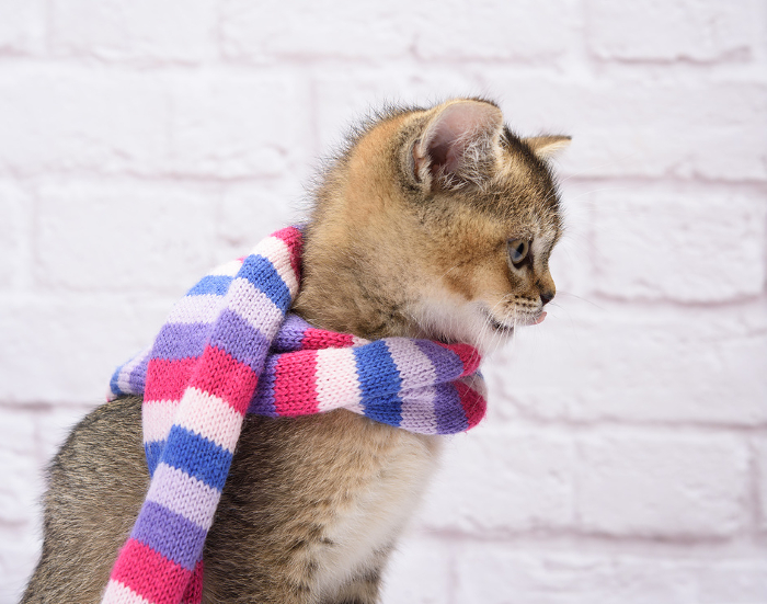 Kitten golden ticked british chinchilla straight on a white background. The cat stands in a knitted scarf Kitten golden ticked british chinchilla straight on a white background. The cat stands in a knitted scarf