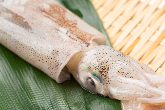 spear squid (Loligo bleekeri)