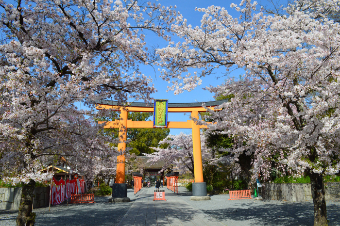 Cherry blossoms in full bloom in front of the O-torii gate of Hirano Shrine, Kyoto