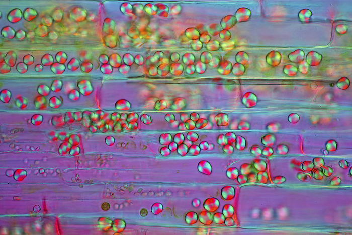 Canadian pondweed, polarised light micrograph Polarised light micrograph of starch grains in Canadian pondweed  Elodea canadensis  stalk. Magnification: x372 when printed at 10 cm wide., Photo by MAREK MIS SCIENCE PHOTO LIBRARY