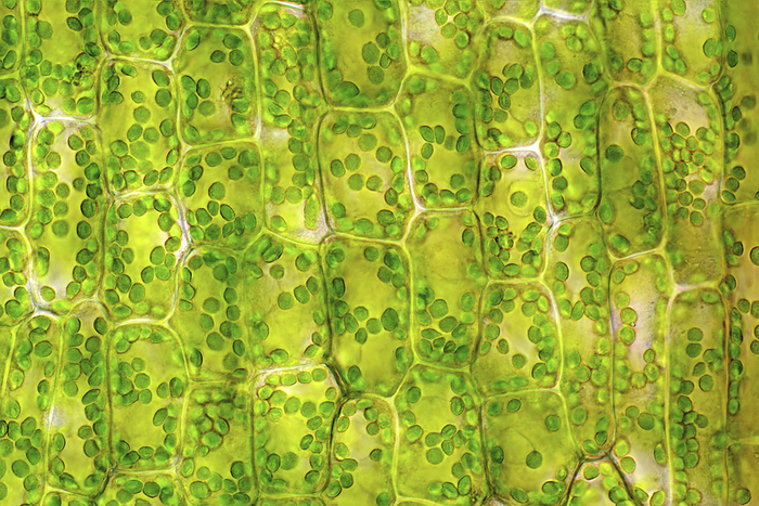 Canadian pondweed  Elodea canadensis , light micrograph Bright field light micrograph of Canadian pondweed  Elodea canadensis  leaf cells. Magnification: x186 when printed at 10 cm wide., Photo by MAREK MIS SCIENCE PHOTO LIBRARY