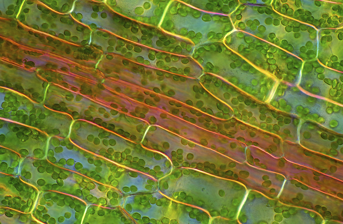 Canadian pondweed  Elodea canadensis , light micrograph Polarised light micrograph of Canadian pondweed  Elodea canadensis  leaf cells. Magnification: x186 when printed at 10 cm wide. , Photo by MAREK MIS SCIENCE PHOTO LIBRARY