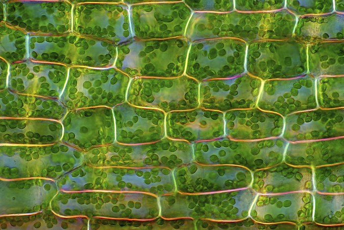 Canadian pondweed  Elodea canadensis , light micrograph Polarised light micrograph of Canadian pondweed  Elodea canadensis  leaf cells. Magnification: x186 when printed at 10 cm wide., Photo by MAREK MIS SCIENCE PHOTO LIBRARY