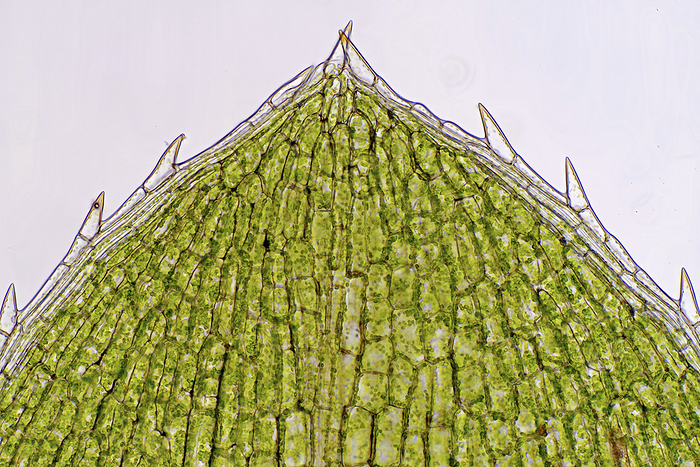 Elodea canadensis leaf cells, light micrograph Bright field light micrograph of Canadian pondweed  Elodea canadensis  leaf cells. Magnification: x46 when printed at 10 cm wide., Photo by MAREK MIS SCIENCE PHOTO LIBRARY