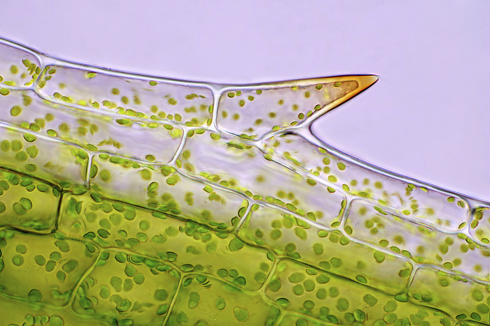 Canadian pondweed leaf cells, light micrograph Bright field light micrograph of Canadian pondweed  Elodea canadensis  leaf cells. Magnification: x186 when printed at 10 cm wide., Photo by MAREK MIS SCIENCE PHOTO LIBRARY