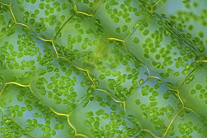 Elodea canadensis leaf cells, polarised light micrograph Polarised light micrograph of Canadian pondweed  Elodea canadensis  leaf cells. Magnification: x186 when printed at 10 cm wide., Photo by MAREK MIS SCIENCE PHOTO LIBRARY