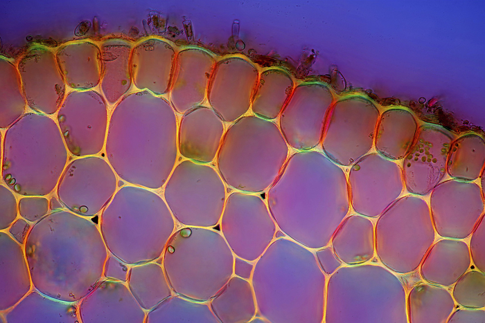 Elodea canadensis stalk, polarised light micrograph Polarised light micrograph of Canadian pondweed  Elodea canadensis  stalk external tissues. Magnification: x186 when printed at 10 cm wide., Photo by MAREK MIS SCIENCE PHOTO LIBRARY
