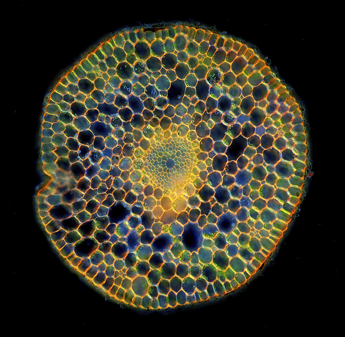 Elodea canadensis stalk tissues, polarised light micrograph Polarised light micrograph of Elodea canadensis stalk external tissues. Magnification: x46 when printed at 10 cm wide., Photo by MAREK MIS SCIENCE PHOTO LIBRARY