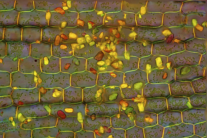 Mineral grains on Canadian pondweed, light micrograph Polarised light micrograph of mineral grains on the surface of Canadian pondweed  Elodea canadensis  leaf. Magnification: x186 when printed at 10 cm wide., Photo by MAREK MIS SCIENCE PHOTO LIBRARY