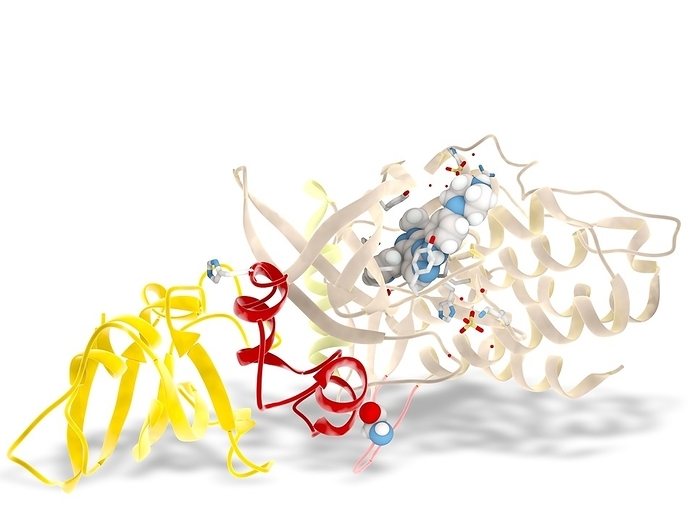 Activin A receptor type I protein, molecular model Molecular model of the cytoplasmic domain of the activin A receptor type I  ACVR1  protein  beige, pale yellow and red  bound to its natural inhibitor FK506 binding protein 12  FKB12, orange ribbon  and the synthetic inhibitor RK 71807  spheres . ACVR1 plays a role in the bone morphogenic protein  BMP  pathway. A mutant form of the protein is responsible for the rare genetic disease fibrodysplasia ossificans progressiva  FOP . FOP is a disease where fibrous tissues, including muscle, tendons and ligaments, are gradually replaced by bone  ossified . The mutation in ACVR1 decreases its affinity for FKB12, leading to increased activity of the protein and therefore increased production of bone., Photo by RAMON ANDRADE 3DCIENCIA SCIENCE PHOTO LIBRARY