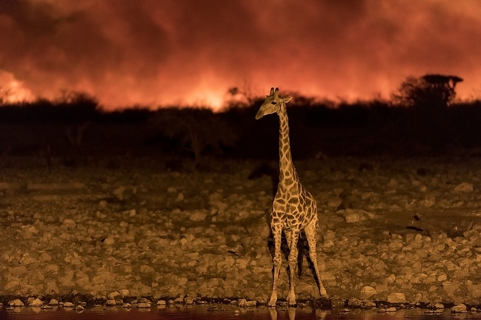 Giraffe near a bushfire in Etosha National Park, Namibia Solitary giraffe  Giraffa camelopardalis  at Okaukuejo waterhole at night, whilst the area is experiencing an uncontrolled bush fire, which started outside of the park. Giraffes are social animals that usually live in unstable herds of 10 to 20 individuals, although they can be up to 50 members. They do not have strong social ties like other animal species, except the mothers with their offspring, since each member of the herd can leave the group at will. The herds have females, offspring, young, and some males. Some individuals prefer to stay alone, especially some bulls that are less social than cows. Photographed at Okaukuejo waterhole in Etosha National Park, Namibia, Southern Africa., Photo by TONY CAMACHO SCIENCE PHOTO LIBRARY