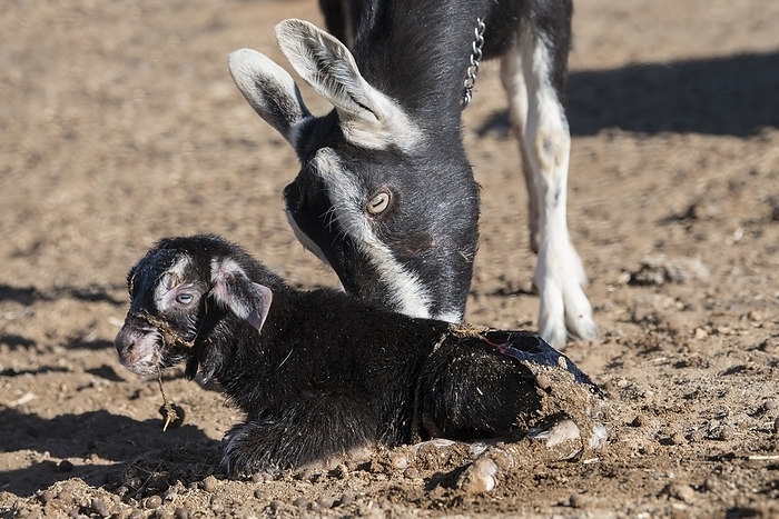 Toggenburg nanny goat cleaning her newborn kid Toggenburg nanny goat cleaning her newborn kid. The Toggenburg or Toggenburger is a Swiss breed of dairy goat. Photographed in the Northern Cape province of South Africa., Photo by TONY CAMACHO SCIENCE PHOTO LIBRARY