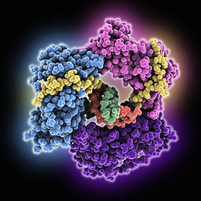 PCNA complexed with p15PAF, molecular model Human PCNA complexed with p15PAF encircling DNA, molecular model. PCNA  proliferating cell nuclear antigen  is a DNA clamp acting as a processivity factor for DNA polymerase. This homotrimer  purple, cyan, pink  encircles the DNA  orange, green . The oncogenic protein p15PAF  yellow  occupies two subunits of the homotrimer  the DNA binds the unoccupied subunit., Photo by LAGUNA DESIGN SCIENCE PHOTO LIBRARY