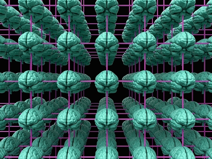 Brain grid, conceptual Illustration Three dimensional grid with brains at the nodes and symbolizing the use of intelligence in solving difficult problems., Photo by LAGUNA DESIGN SCIENCE PHOTO LIBRARY