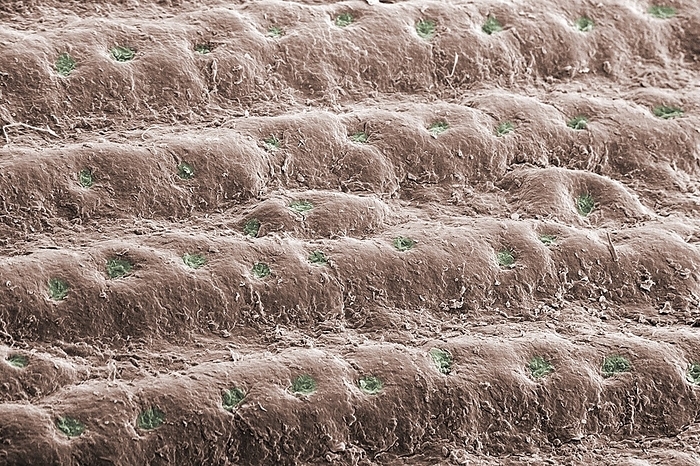 Skin friction ridges on a human fingertip Scanning electron micrograph of the surface of a fingertip, 3x2mm in size. The picture shows friction ridges with sweat pores  green  along their top, separated by furrows. The ridges serve to enhance grip. Grip depends on the area of contact and the degree of moisture at the interface between the skin and a gripped object. The contact area is increased by sweat softening the ridges, causing them to flatten. Adhesion needs some moisture  sweat also provides this. Excess moisture  wet fingers or objects  lowers adhesion. The furrows then act as drains, and sweat secretion stops. Friction ridges are found only on human hands and feet and the paws of primates and koalas. They refine our sense of touch in ways we do not always realise. This is exploited by electronic devices to enhance engagement   touchscreens, virtual reality or the  metaverse   by the process of haptic feedback., Photo by DR JEREMY BURGESS SCIENCE PHOTO LIBRARY