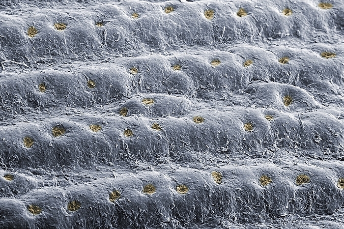 Skin friction ridges on a human fingertip Scanning electron micrograph of the surface of a fingertip, 3x2mm in size. The picture shows friction ridges with sweat pores  yellow  along their top, separated by furrows. The ridges serve to enhance grip. Grip depends on the area of contact and the degree of moisture at the interface between the skin and a gripped object. The contact area is increased by sweat softening the ridges, causing them to flatten. Adhesion needs some moisture  sweat also provides this. Excess moisture  wet fingers or objects  lowers adhesion. The furrows then act as drains, and sweat secretion stops. Friction ridges are found only on human hands and feet and the paws of primates and koalas. They refine our sense of touch in ways we do not always realise. This is exploited by electronic devices to enhance engagement   touchscreens, virtual reality or the  metaverse   by the process of haptic feedback., Photo by DR JEREMY BURGESS SCIENCE PHOTO LIBRARY