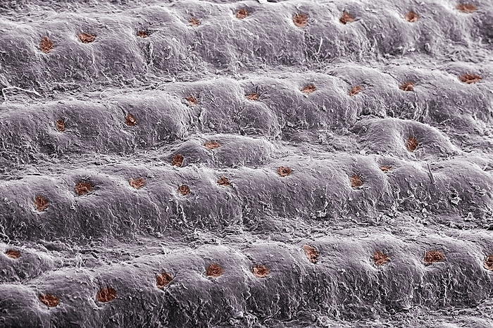 Skin friction ridges on a human fingertip Scanning electron micrograph of the surface of a fingertip, 3x2mm in size. The picture shows friction ridges with sweat pores  red  along their top, separated by furrows. The ridges serve to enhance grip. Grip depends on the area of contact and the degree of moisture at the interface between the skin and a gripped object. The contact area is increased by sweat softening the ridges, causing them to flatten. Adhesion needs some moisture  sweat also provides this. Excess moisture  wet fingers or objects  lowers adhesion. The furrows then act as drains, and sweat secretion stops. Friction ridges are found only on human hands and feet and the paws of primates and koalas. They refine our sense of touch in ways we do not always realise. This is exploited by electronic devices to enhance engagement   touchscreens, virtual reality or the  metaverse   by the process of haptic feedback., Photo by DR JEREMY BURGESS SCIENCE PHOTO LIBRARY