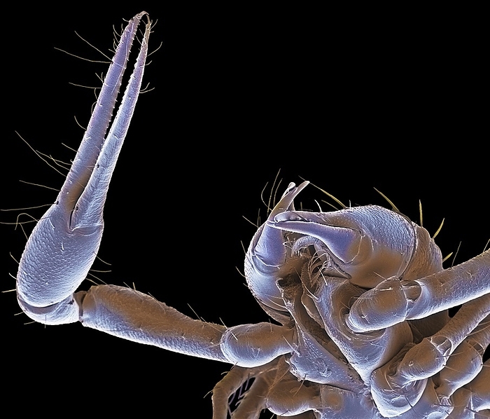 Pseudoscorpion, SEM Pseudoscorpion. Scanning electron micrograph  SEM  of a Pseudoscorpion. These diminutive predators belong to the Order Pseudoscorpionida of the Class Arachnida and are related to spiders, mites and true scorpions. They are a common synanthropic  ecologically associated with humans  species of compost and manure heaps. Their menacing stance gives the animal a scorpion like appearance from which they derive their name. At the front of the body are two powerful, usually venomous, articulated pincer like claws or pedipalps used for catching prey, fighting, manipulating material for nest building and mating. Pseudoscorpions are aggressive hunters and strict carnivores. They are also aggressive towards each other and if in close enough proximity will readily attack. Magnification x50 at 10cm wide., Photo by STEVE GSCHMEISSNER SCIENCE PHOTO LIBRARY