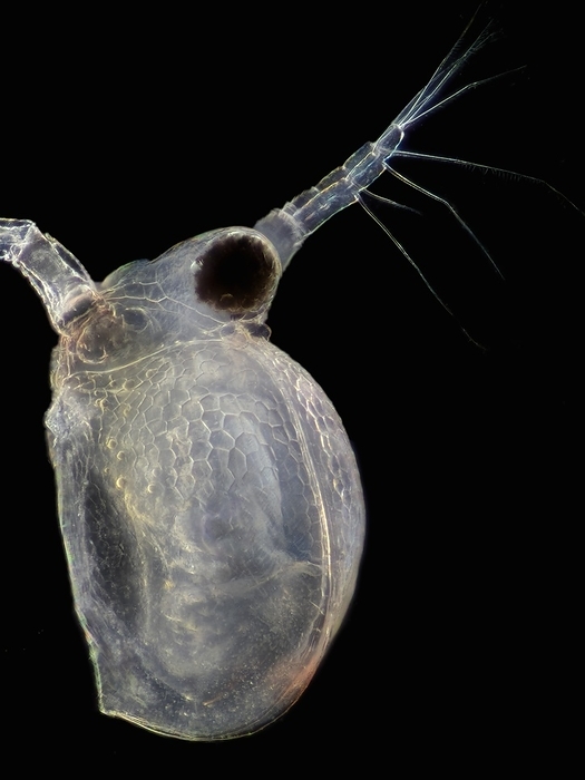 Water flea, light micrograph Water flea. Light micrograph of a water flea. Water fleas are an order of small crustaceans that feed on microscopic chunks of organic matter. Darkfield illumination., Photo by LAGUNA DESIGN SCIENCE PHOTO LIBRARY