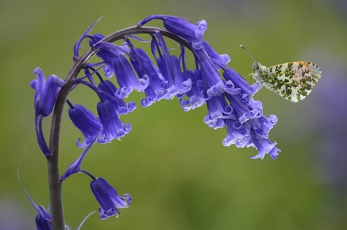 Orange tip butterfly resting on bluebell Close up of drooping native English bluebell  Hyacinthoides non scripta  with orange tip butterfly  Anthocharis cardamines  at rest. Photographed in Dorset, UK, in April., Photo by COLIN VARNDELL SCIENCE PHOTO LIBRARY