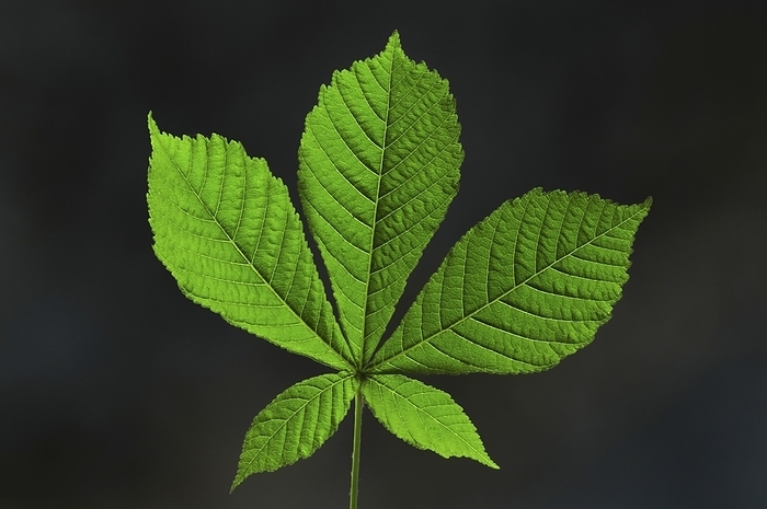 Horse chestnut  Aesculus hippocastanum  Horse chestnut  Aesculus hippocastanum  foliage. Photographed in Dorset, UK, in May., Photo by COLIN VARNDELL SCIENCE PHOTO LIBRARY