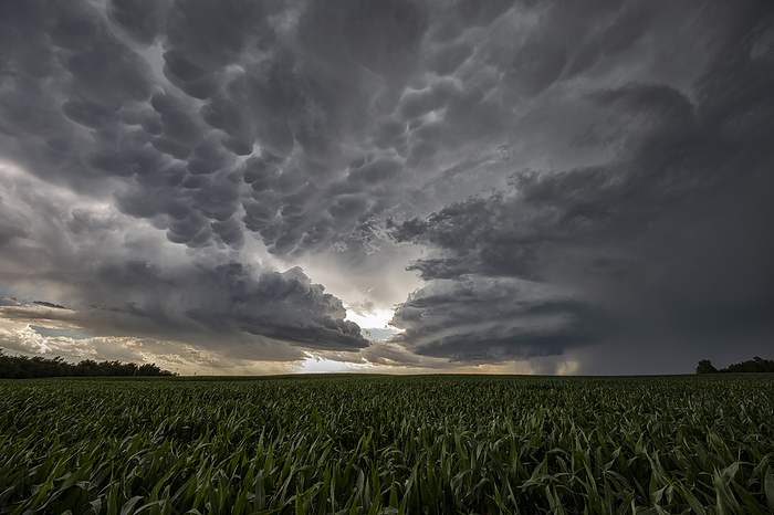 Supercell thunderstorm and mammatus clouds in Kansas, USA Supercell thunderstorm with mammatus clouds over the corn fields of Kansas, USA. A supercell thunderstorm is a severe long lived storm within which the wind speed and direction changes with height. This produces a strong rotating updraft of warm air, known as a mesocyclone, and a separate downdraft of cold air. Tornadoes may form in the mesocyclone, in which case the storm is classified as a tornadic supercell thunderstorm. The storms also produce torrential rain and hail. Photographed on 24th June 2020., Photo by ROGER HILL SCIENCE PHOTO LIBRARY