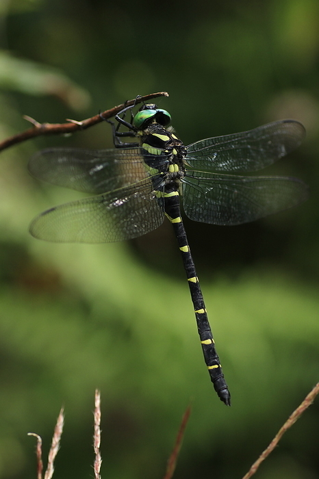 Siebold's dragonfly (Anotogaster sieboldii)