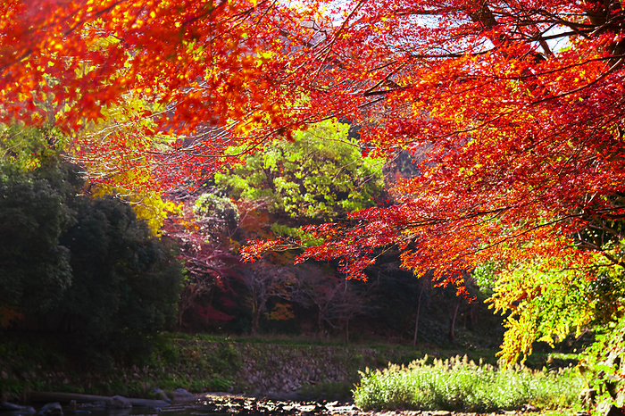 Crimson Autumn Leaves in Yase, Kyoto