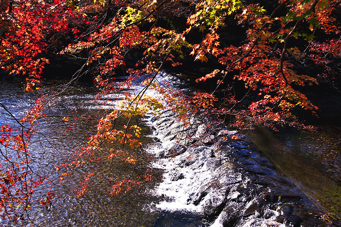Kyoto Yase Autumn leaves reflected on the Koya River
