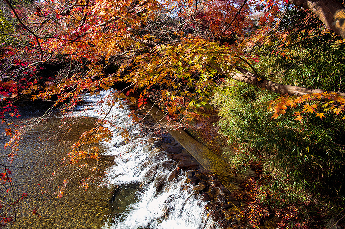 Kyoto Yase Autumn leaves reflected on the Koya River