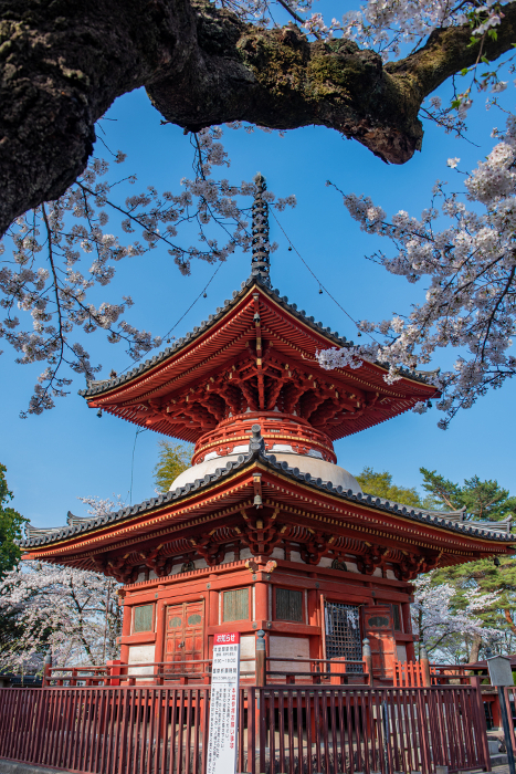 Kawagoe Daishi Kita-in Temple: Taho-to (pagoda) and cherry blossoms
