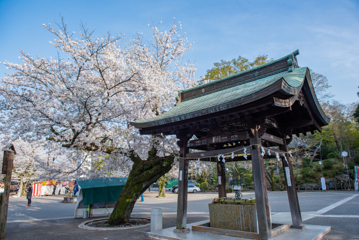 Kawagoe Daishi Kita-in Temple: Cherry Blossoms and Tezumisha (Cherry Blossom Shower)