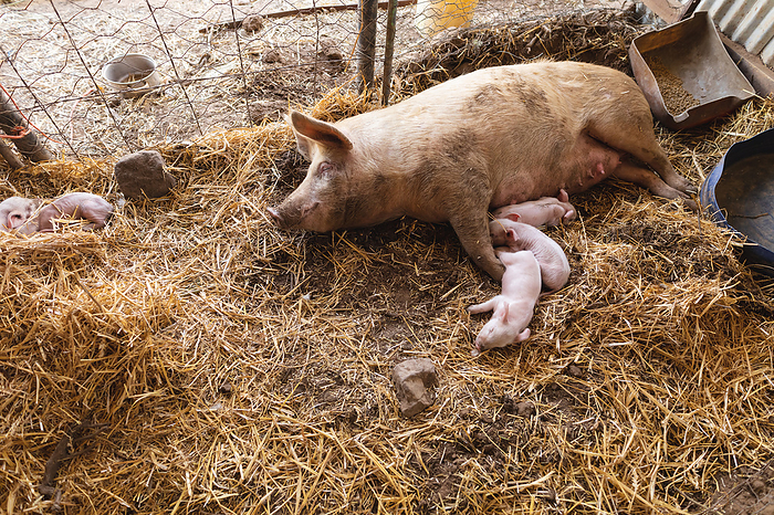 High angle view of mother pig and piglets sleeping on hay at pen in farm. homesteading and livestock.