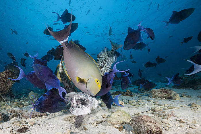 Yellowfin Surgeonfish, Maldives Coral fish eat fish bait, Acanthurus xanthopterus, North Male Atoll, Indian Ocean, Maldives, Photo by Reinhard Dirscherl
