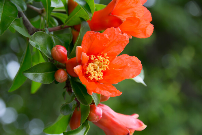 Pomegranate flowers with bright orange color
