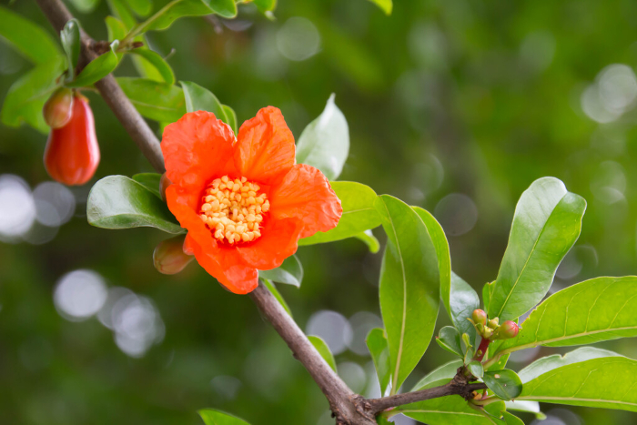 Pomegranate flowers with bright orange color