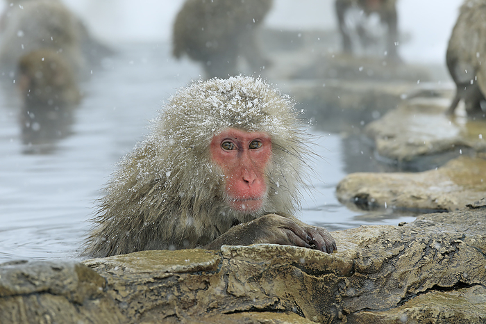 Monkeys bathing in a snow-covered hot spring at Jigokudani Yaen-koen, Nagano Prefecture