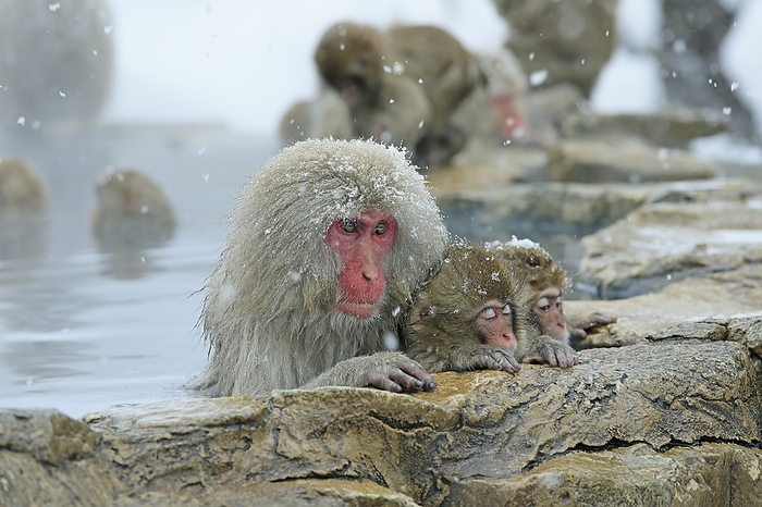 Monkeys bathing in a snow-covered hot spring at Jigokudani Yaen-koen, Nagano Prefecture