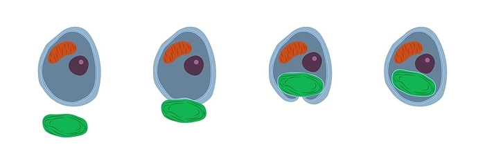 Primary endosymbiosis, illustration Primary endosymbiosis, illustration. Primary endosymbiosis occurs when a eukaryotic cell  blue , which already has membrane bound organelles, engulfs a prokaryotic cell  green . During the engulfing process the prokaryote becomes surrounded by the eukaryote s membrane, forming a double membrane. It is thought that chloroplasts, the site of photosynthesis, in plants and algae were formed from photosynthetic bacteria that were engulfed in this way. For this image with text see F034 7288., Photo by VERONIKA ZAKHAROVA SCIENCE PHOTO LIBRARY