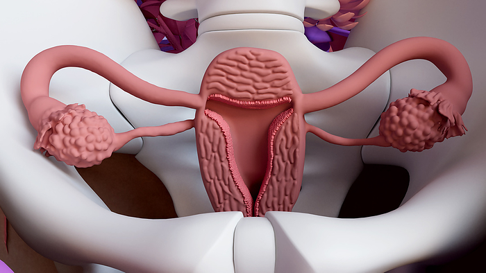 Female reproductive system, illustration Female reproductive system, illustration, Photo by DESIGN CELLS SCIENCE PHOTO LIBRARY
