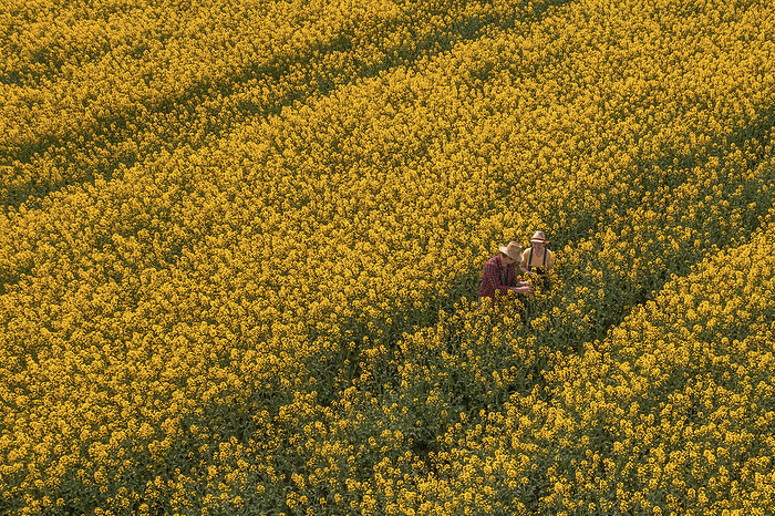 Farmer in blooming rapeseed field, aerial view Farmer in blooming rapeseed field, aerial view., Photo by IGOR STEVANOVIC   SCIENCE PHOTO LIBRARY