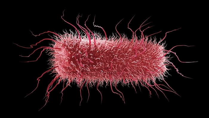 Rod shaped bacterium, illustration Rod shaped bacterium with flagella, illustration., Photo by TUMEGGY SCIENCE PHOTO LIBRARY