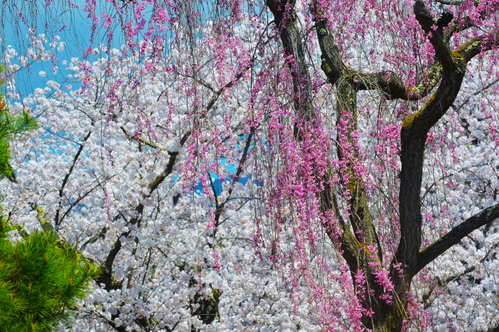 Komoro Castle Site: Cherry Blossoms in Kaiko-en