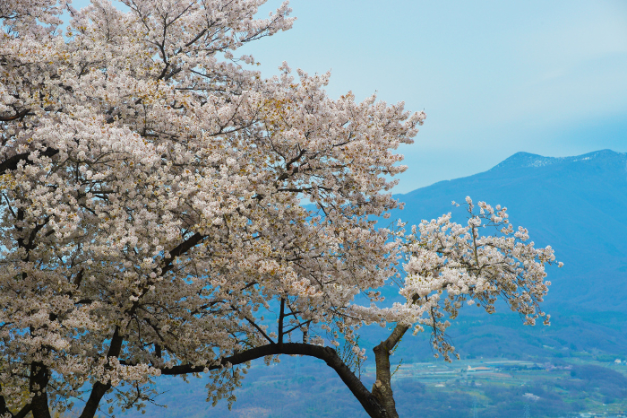 Cherry blossoms in Kaiko-en, Komoro Castle Site, with Mt.